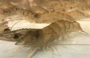 基围虾是海虾吗