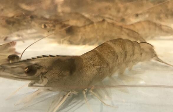 基围虾是海虾吗