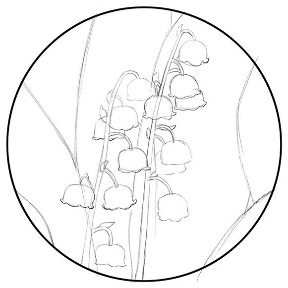 黑白线描画+局部设色《好看的铃兰花》