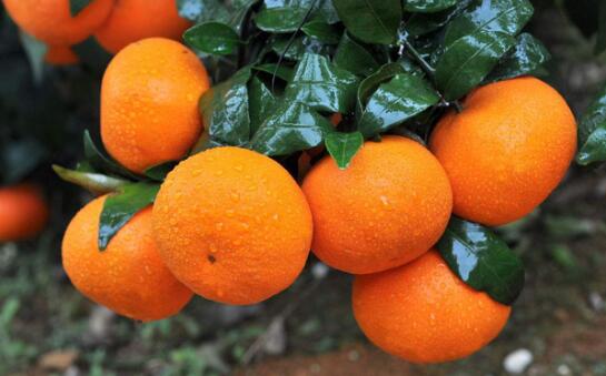 沃柑上火还是降火