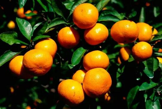 产后要多吃这6种蔬菜和5种水果