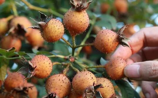 产后要多吃这6种蔬菜和5种水果