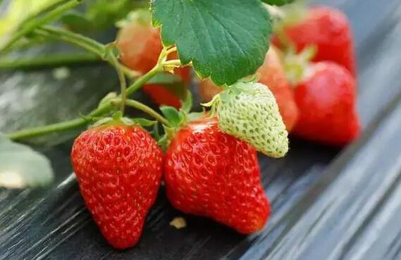 怀孕期间吃什么水果好