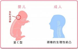 婴儿什么时候用枕头，怎么选购？