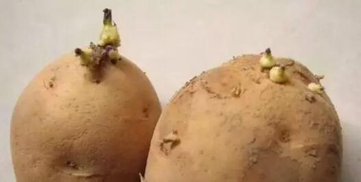 久存的土豆