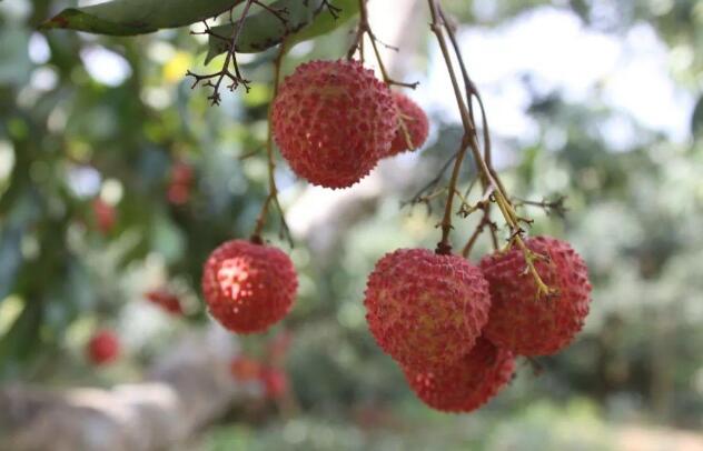 哺乳期可以吃荔枝吗？