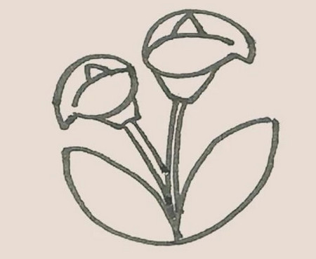 马蹄莲简笔画怎么画图解