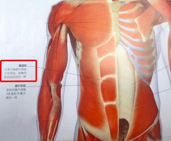 腹直肌分离是怎么回事？该怎么恢复？