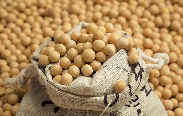 常见蛋白质含量高的十佳食物