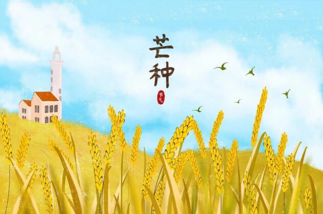 芒种节气养生知识