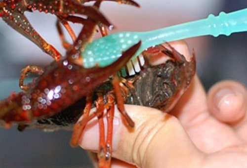 小龙虾怎么清洗和处理