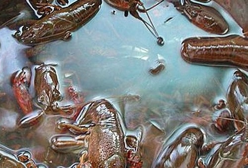 小龙虾怎么清洗和处理