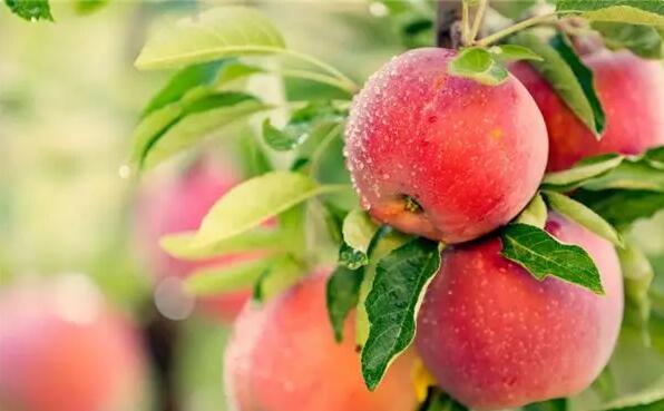 孕妇必吃的12种水果