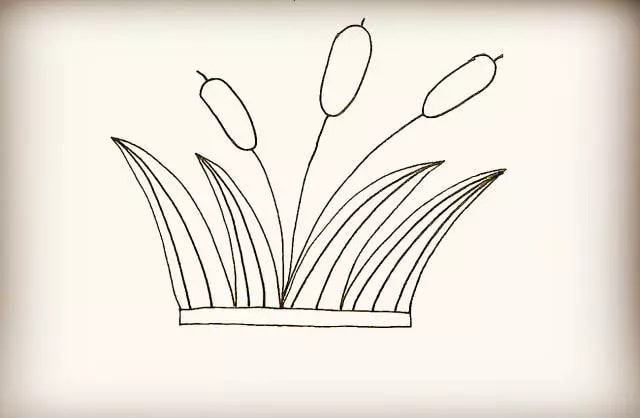 夏天的芦苇简笔画步骤图片