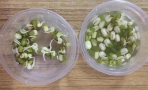 植物观察日记400字