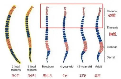 新生儿需要枕头吗？睡早了或睡不当都不好