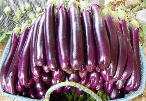 打了激素的茄子怎么辨别