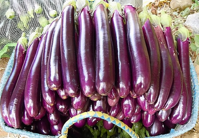 打了激素的茄子怎么辨别