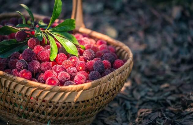 杨梅的功效与作用及营养价值