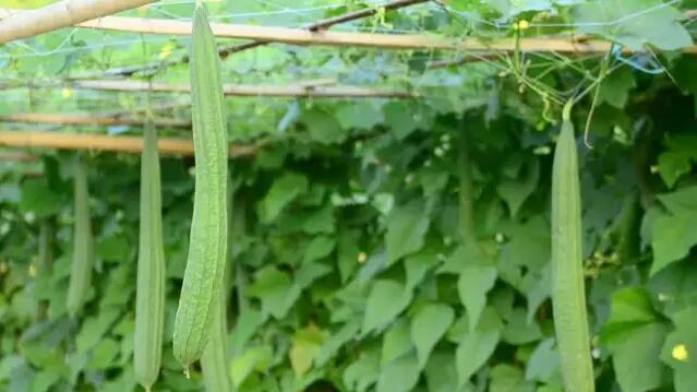 夏天饮食养生吃这6种瓜，消暑气、健脾胃