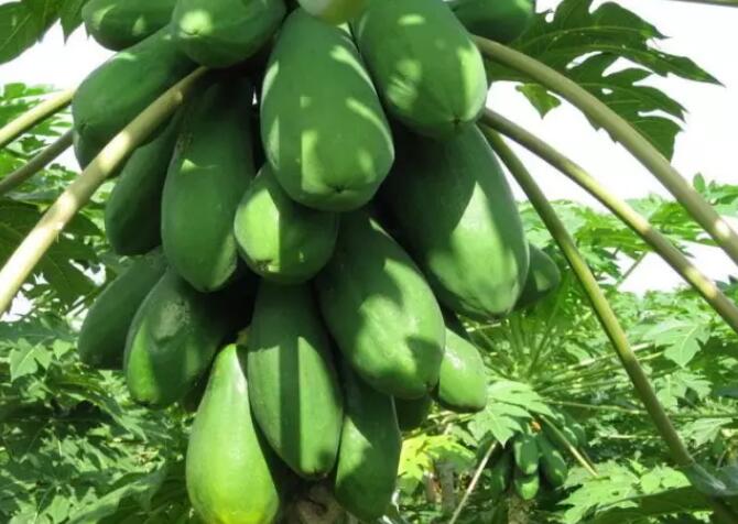 夏天饮食养生吃这6种瓜，消暑气、健脾胃