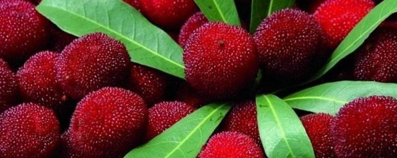 杨梅是凉性还是热性水果