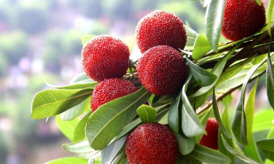 杨梅怎么洗才能洗干净的七种方法