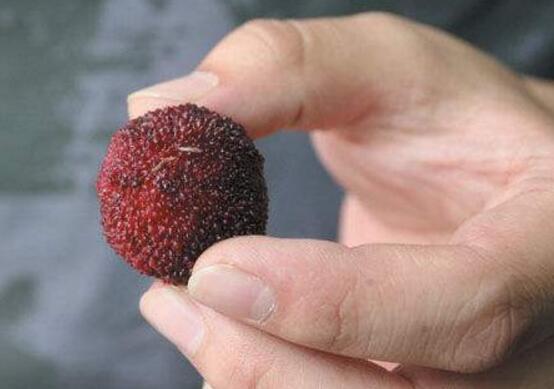 杨梅怎么洗才能洗干净的七种方法