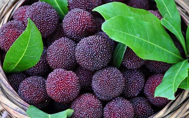 孕妇能不能吃杨梅