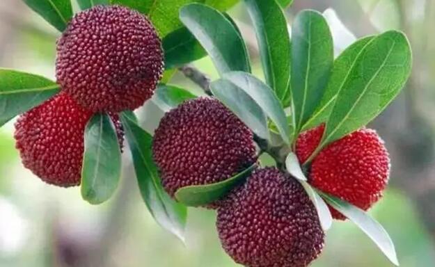 孕妇能不能吃杨梅