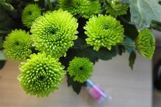 不同颜色小雏菊的花语