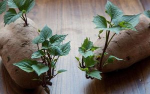 红薯发芽了还能吃吗