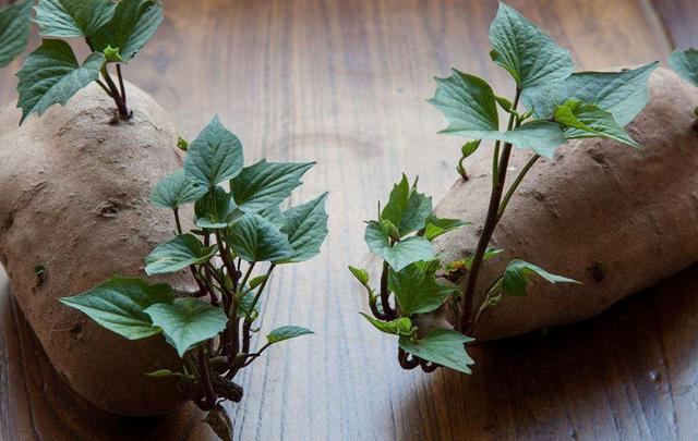 红薯发芽了还能吃吗