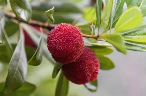 杨梅里的小白虫能吃吗