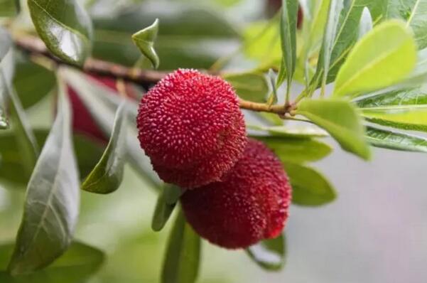 杨梅里的小白虫能吃吗