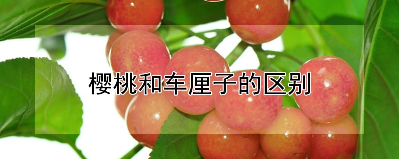 车厘子和樱桃的区别