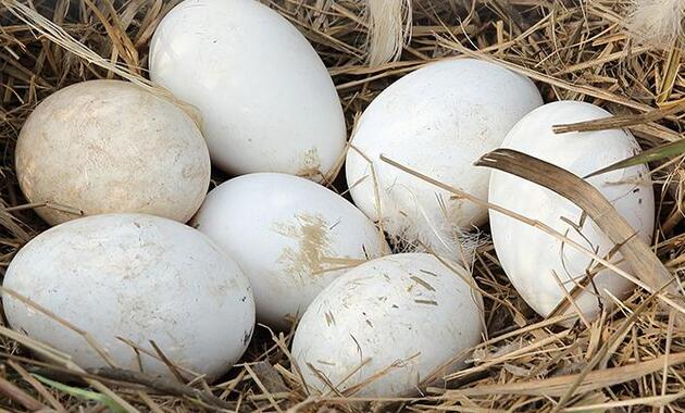 鹅蛋的功效与作用