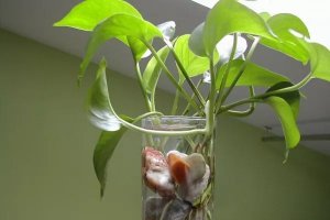 20种最容易水培的花卉植物，一看就会养