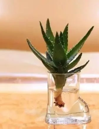 10种水培植物花卉，干净又养眼