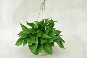 10种水培植物花卉，干净又养眼