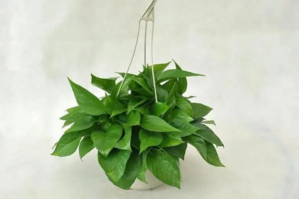 10种水培植物花卉，干净又养眼