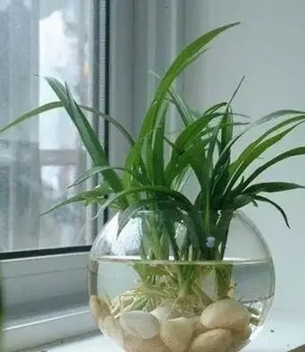10种水培植物花卉，干净又养眼