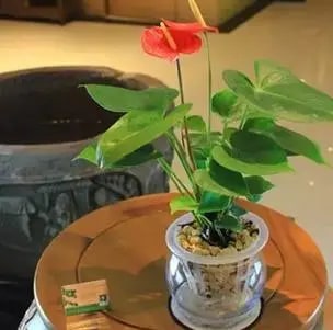 10种水培植物花卉，干净又养眼