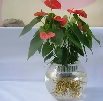 10种水培植物花卉，干净又养眼