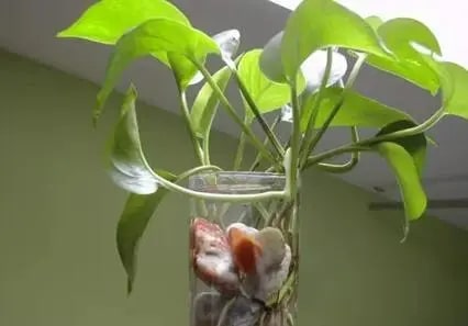 10种水培植物花卉，干净又养眼