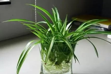 10种水培植物花卉，干净又养眼