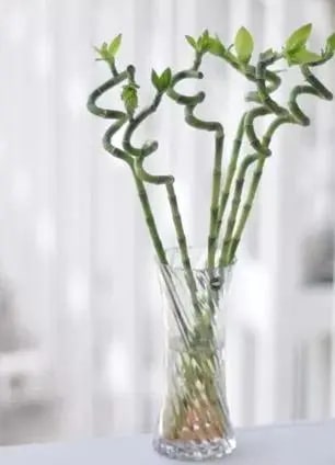 10种水培植物花卉，干净又养眼