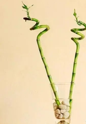 10种水培植物花卉，干净又养眼