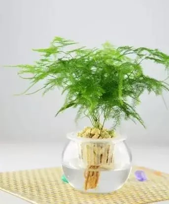 10种水培植物花卉，干净又养眼
