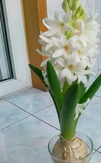 10种水培植物花卉，干净又养眼